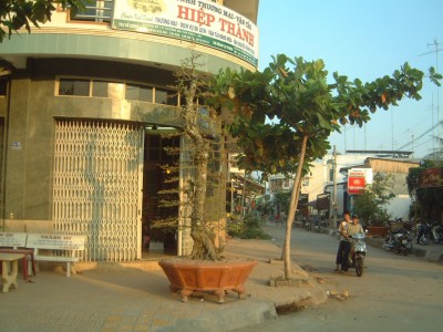 Mot cay mai Tan Chau